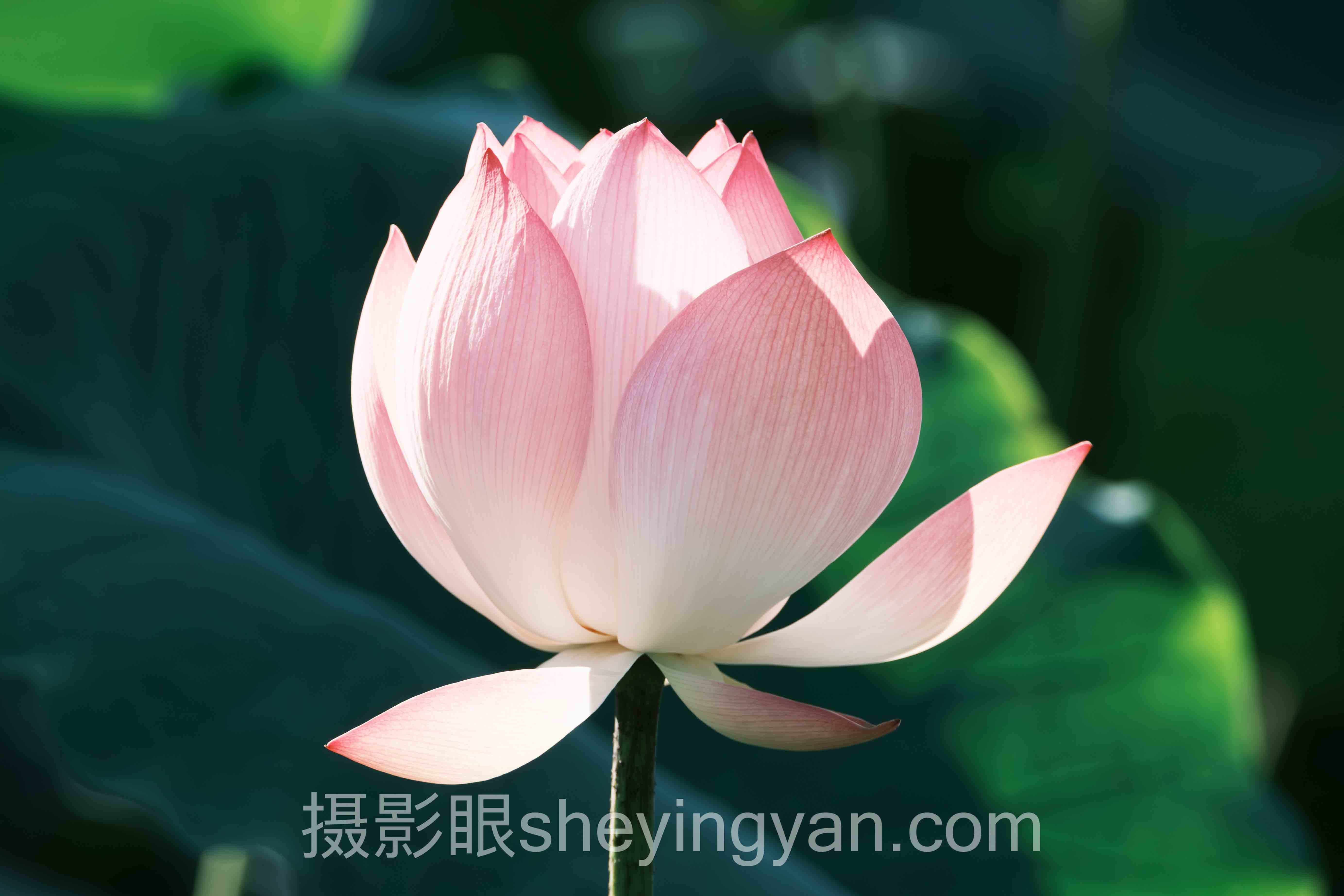 专业照片点评实战案例拆解：3个成功实践的共同规律