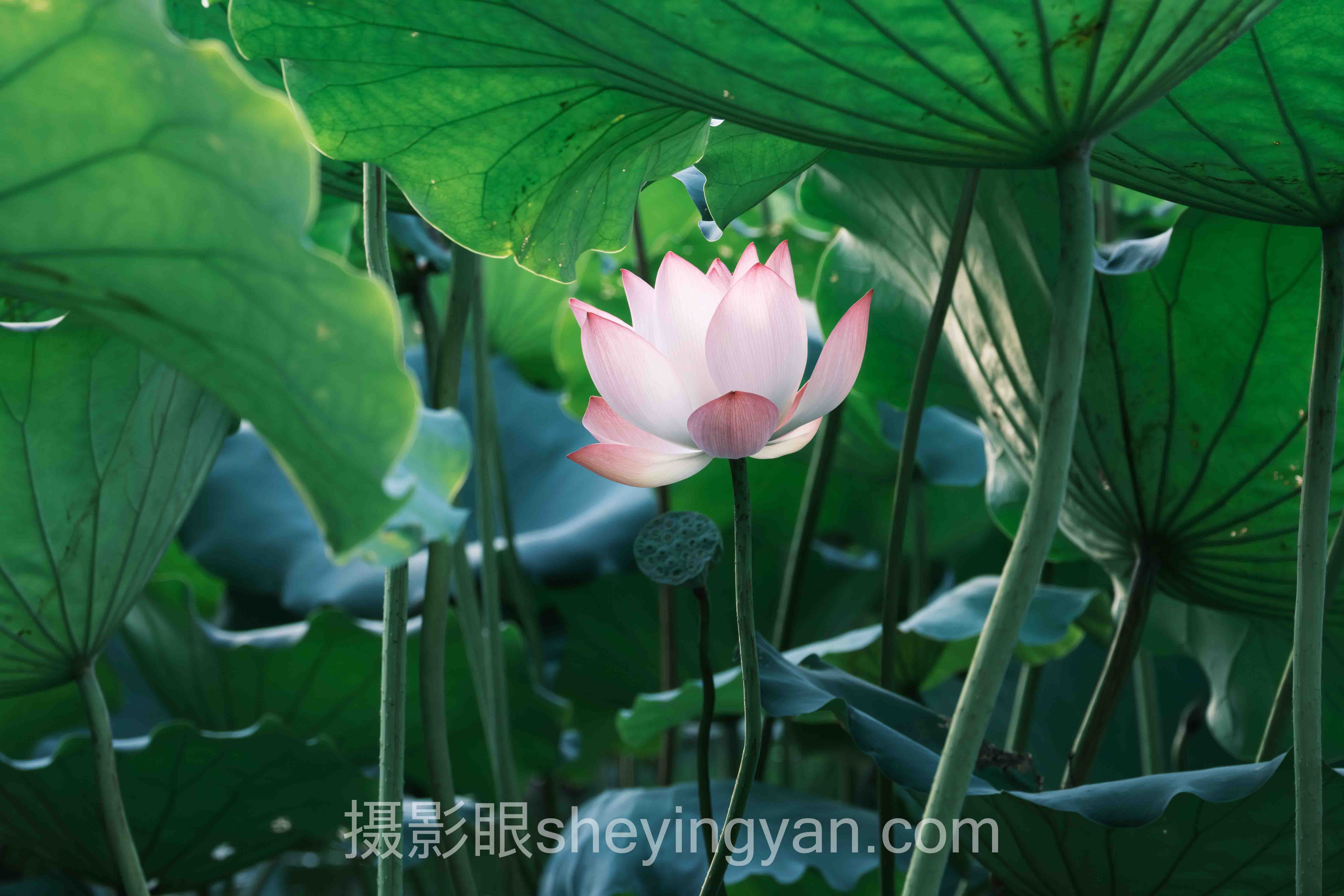照片点评实战案例拆解：3个成功实践的共同规律