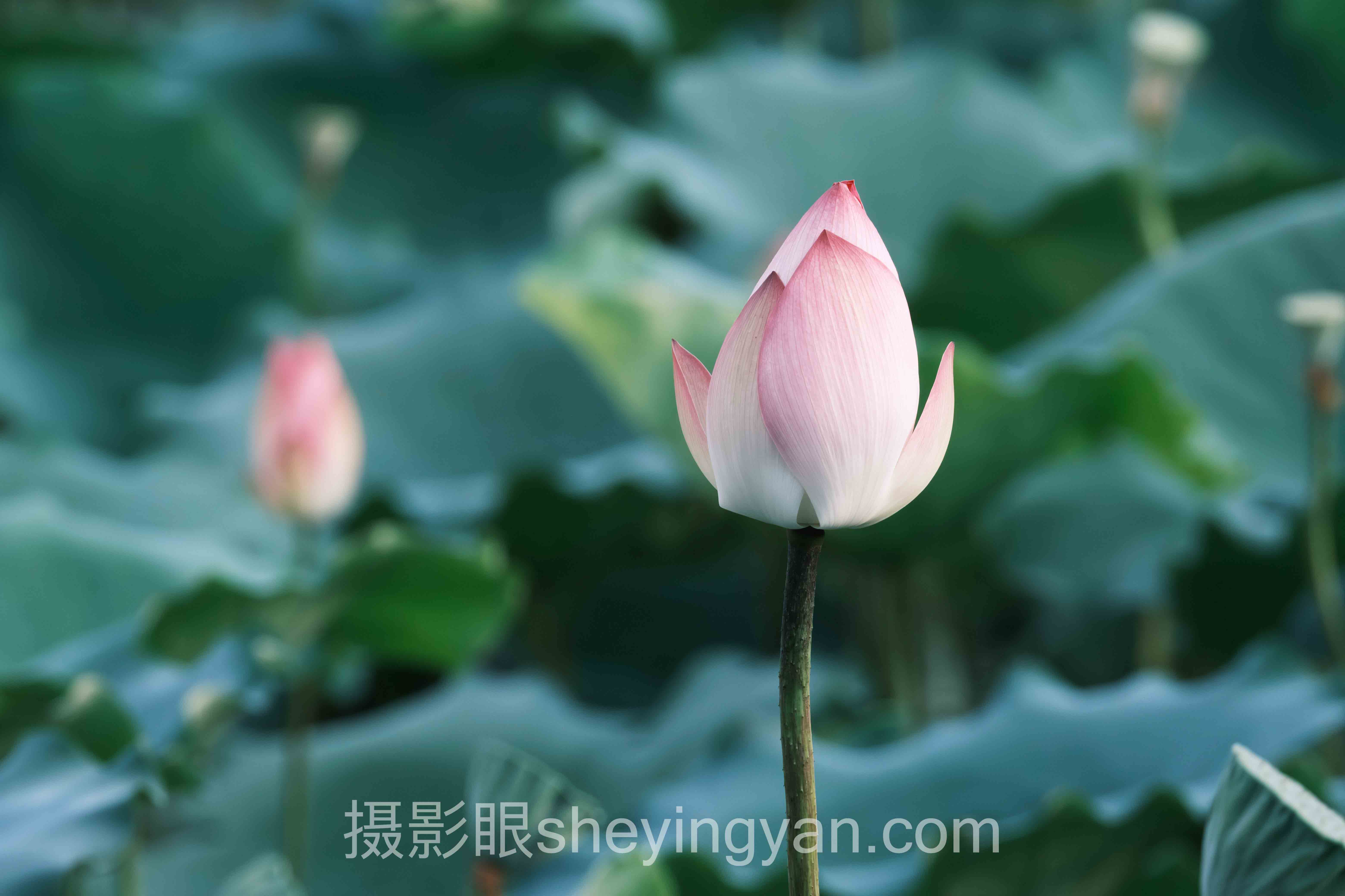 为什么说手机照片点评平台app正在重塑大众审美