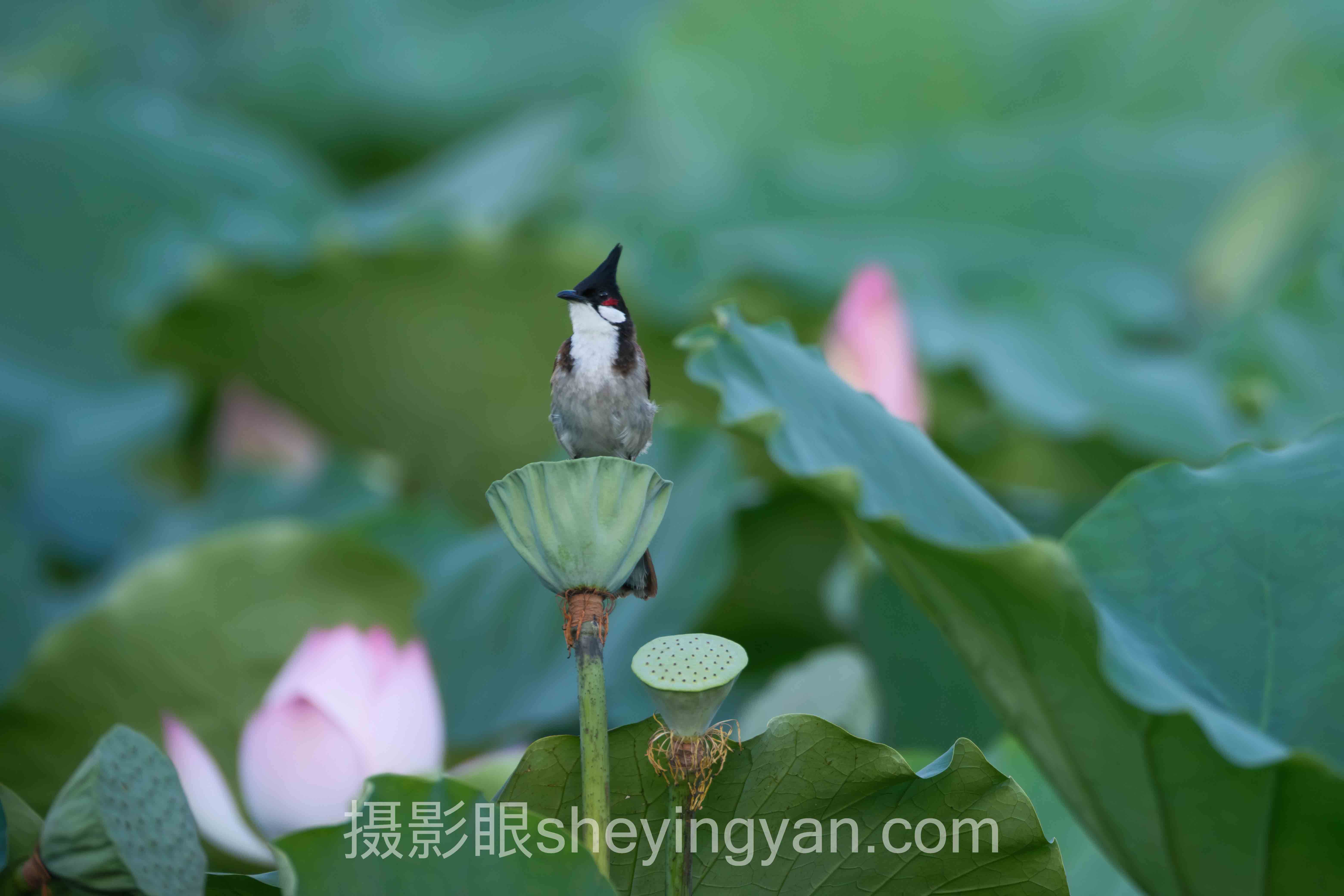 照片点评训练怎么做?3个案例告诉你答案