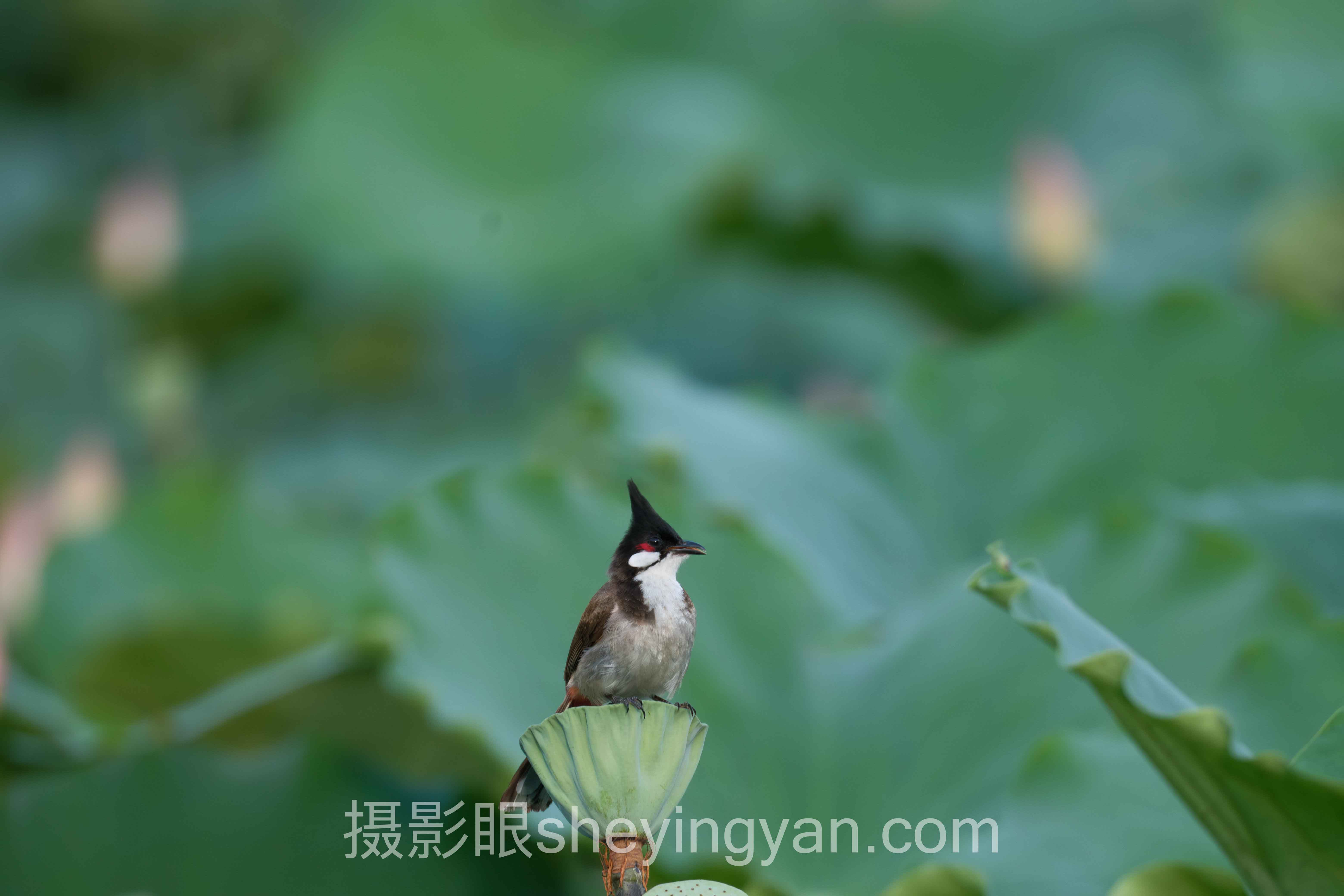 朋友说照片不好看怎么办?3个案例告诉你答案