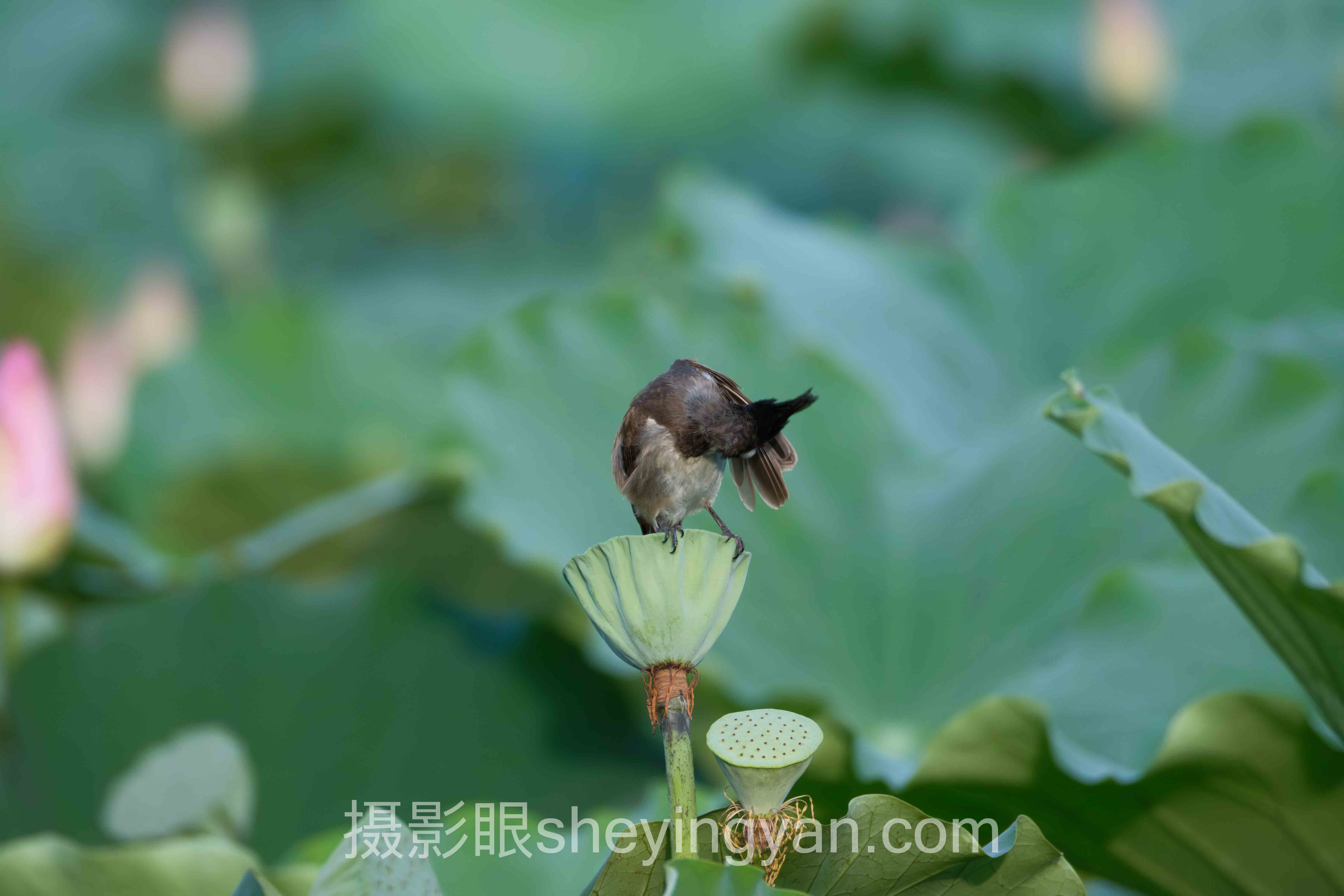 专业摄影师点评平台