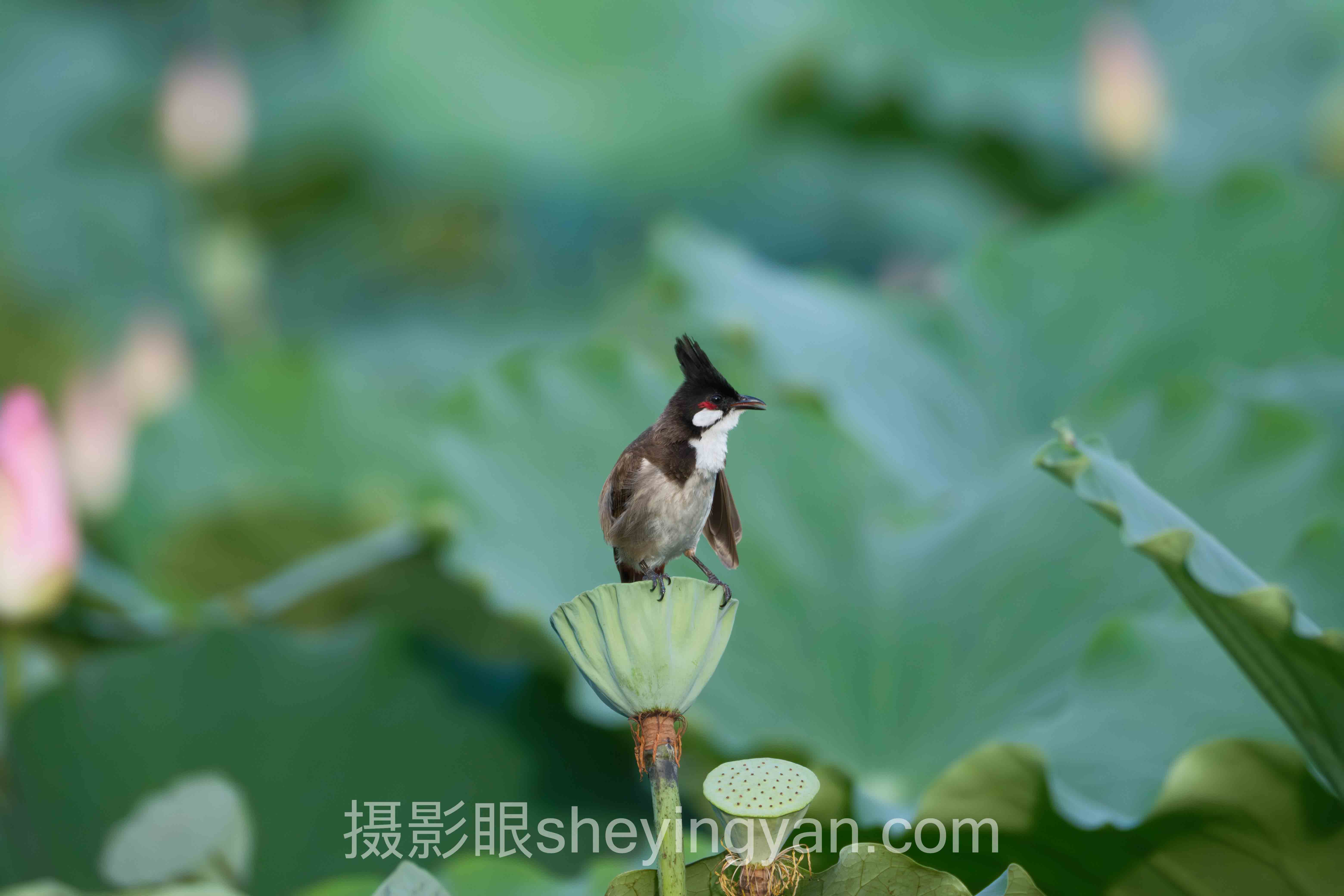 相机对焦性能对比实战案例拆解：3个成功实践的共同规律