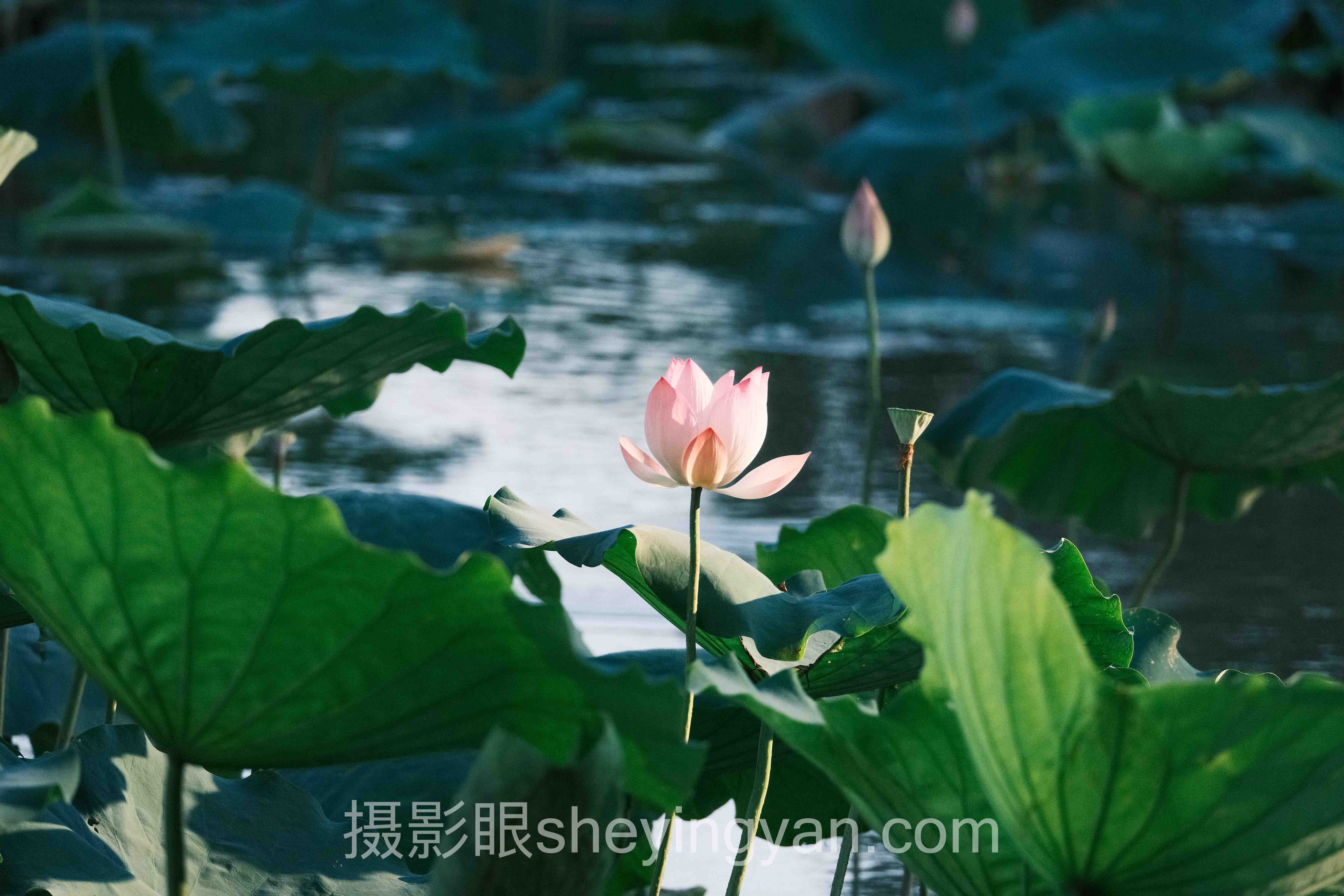 摄影眼导航书籍推荐