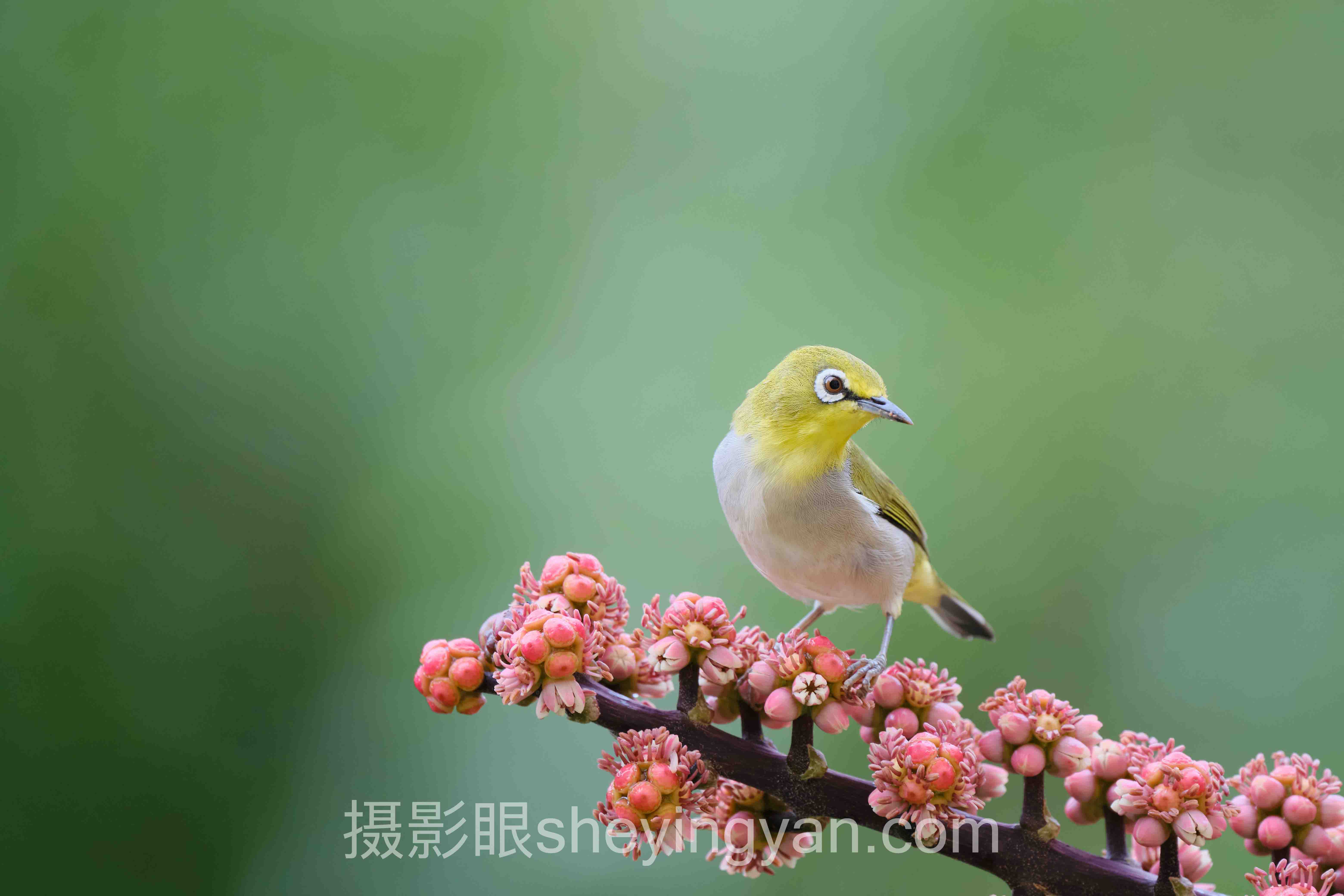 摄影审美小红书博主实战案例拆解:3个成功实践的共同规律