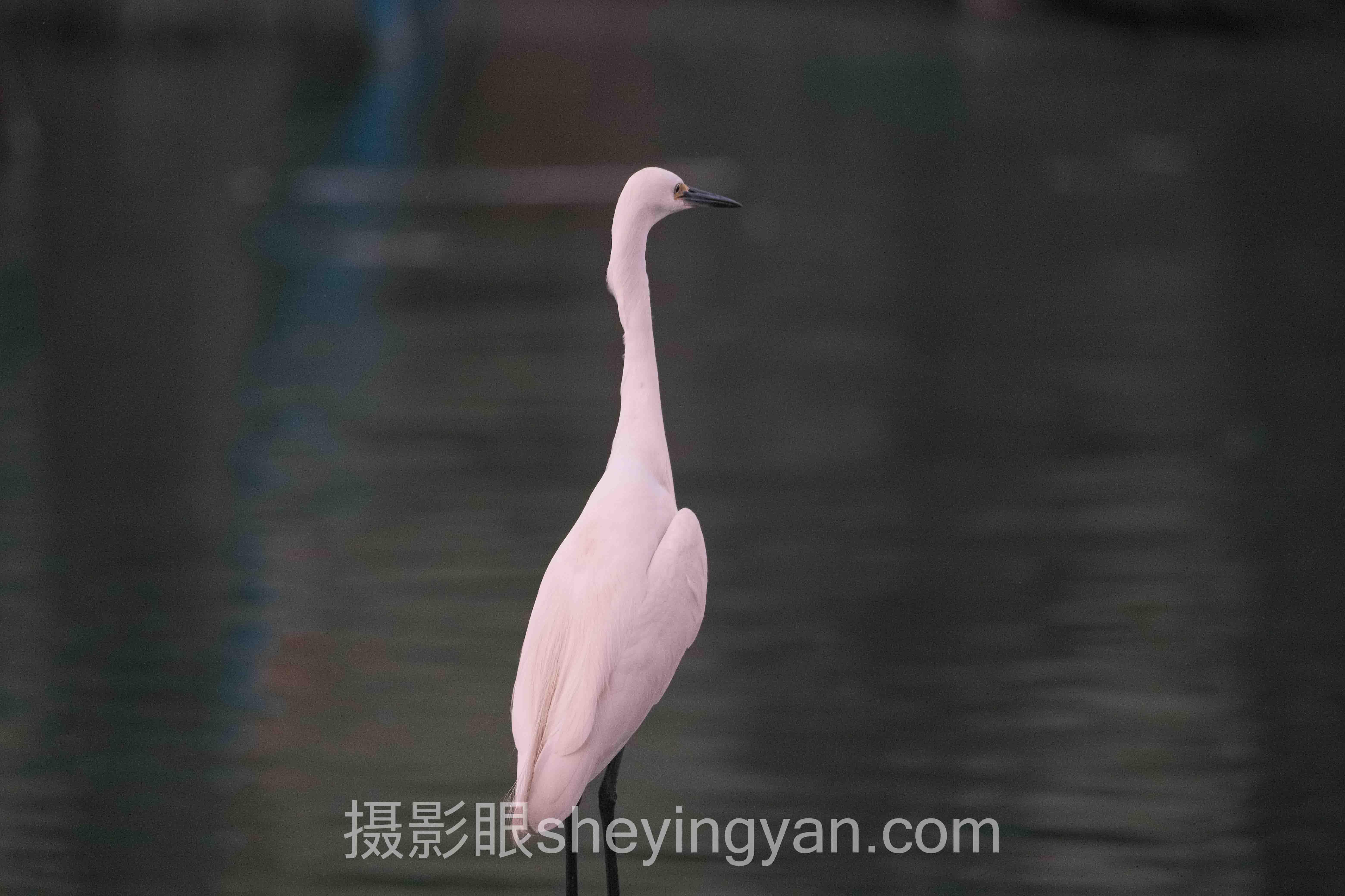 景深合成实战案例拆解：3个成功实践的共同规律