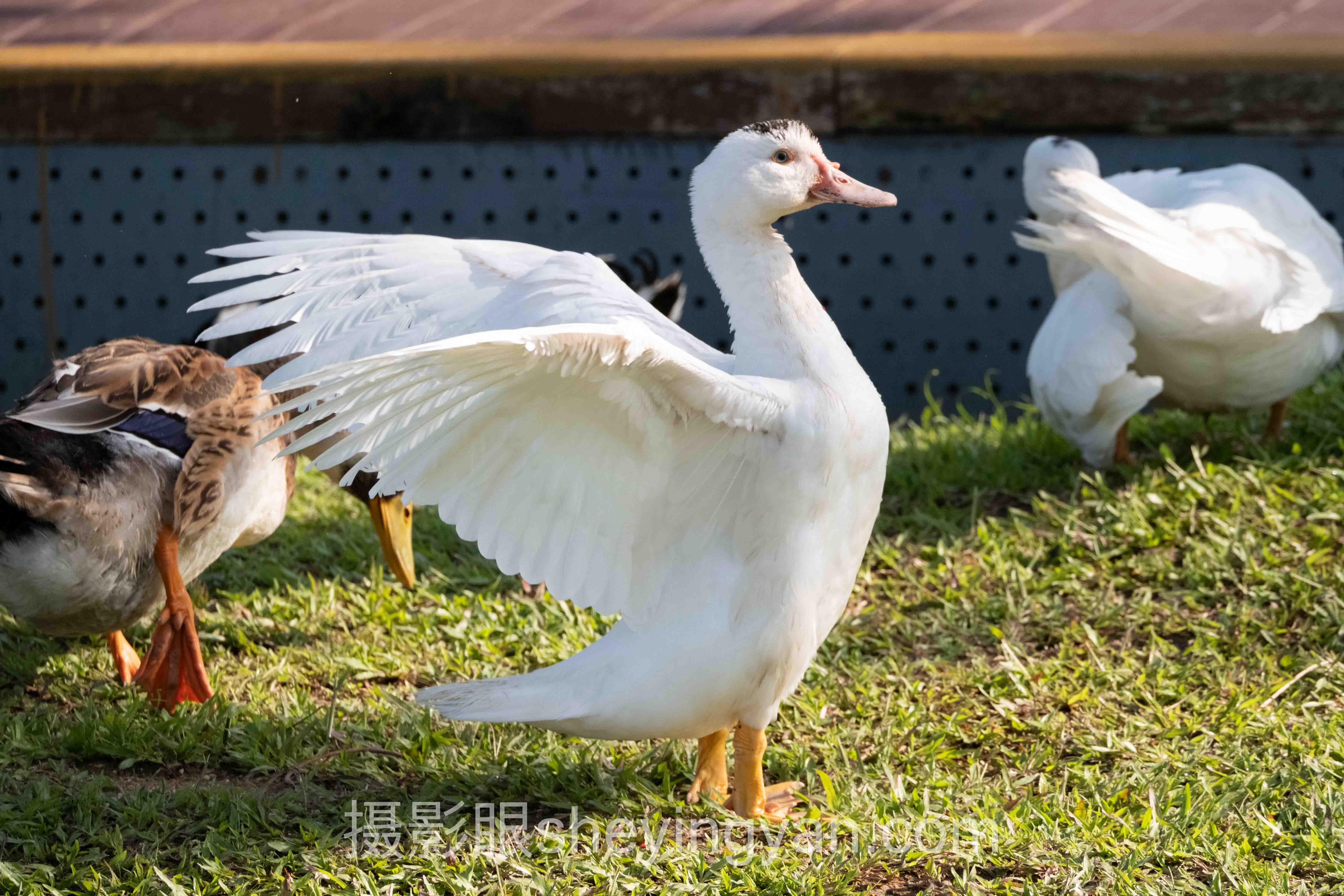 从案例看摄影眼测试方法:3个真实故事背后的方法论