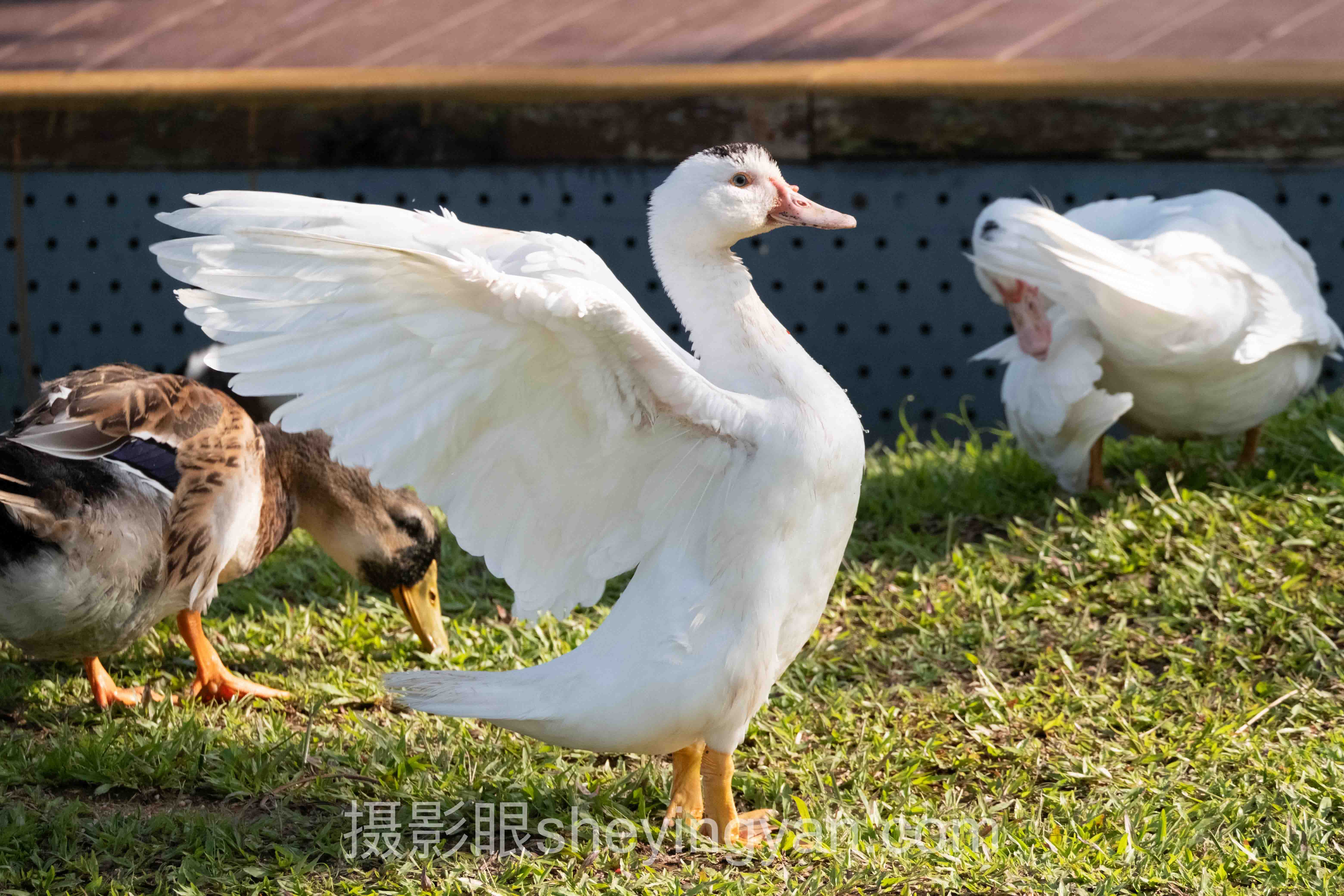 视觉中国签约独家还是非独家：3个实战案例拆解与共同规律