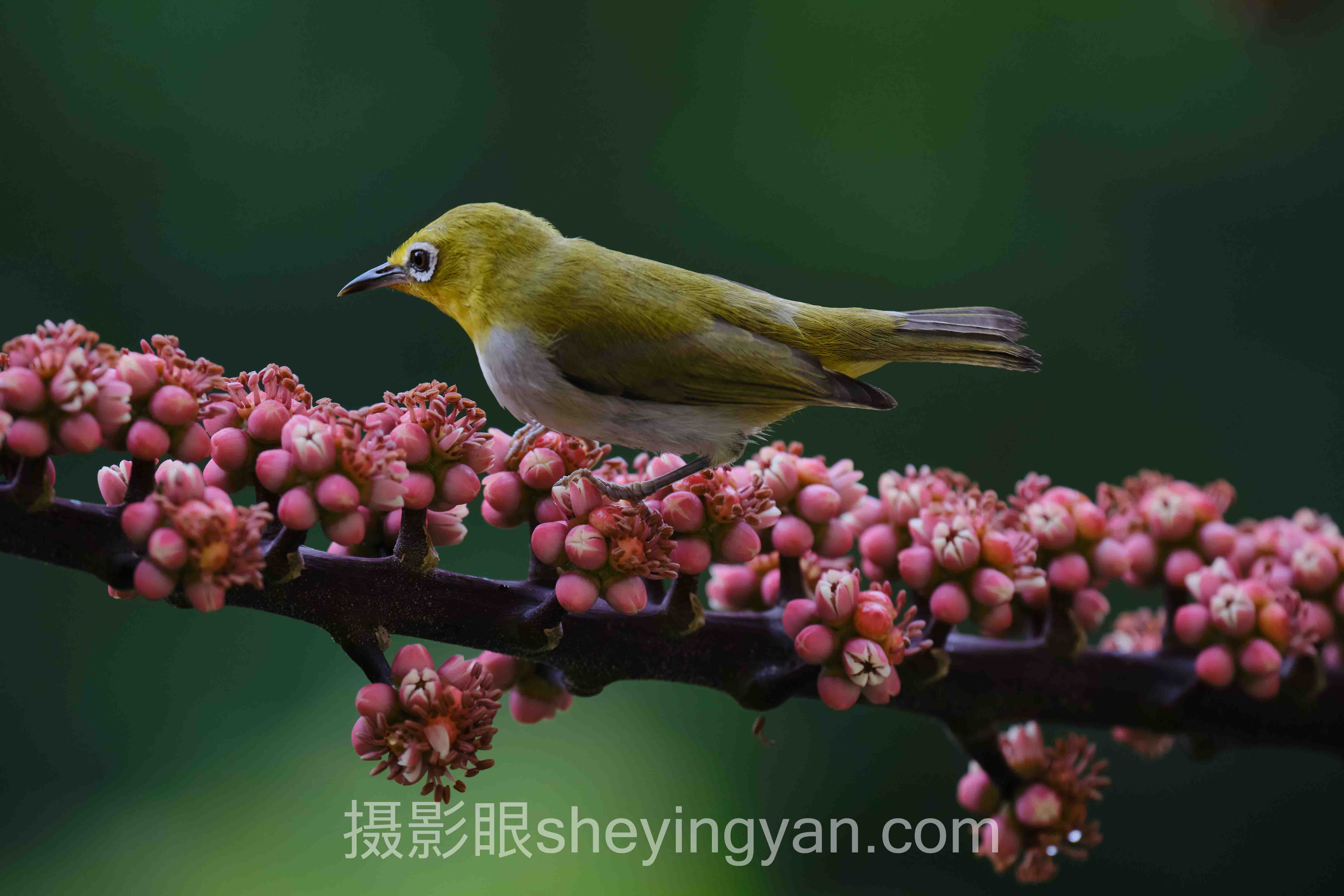 复盘照片的方法实战案例拆解：3个成功实践的共同规律